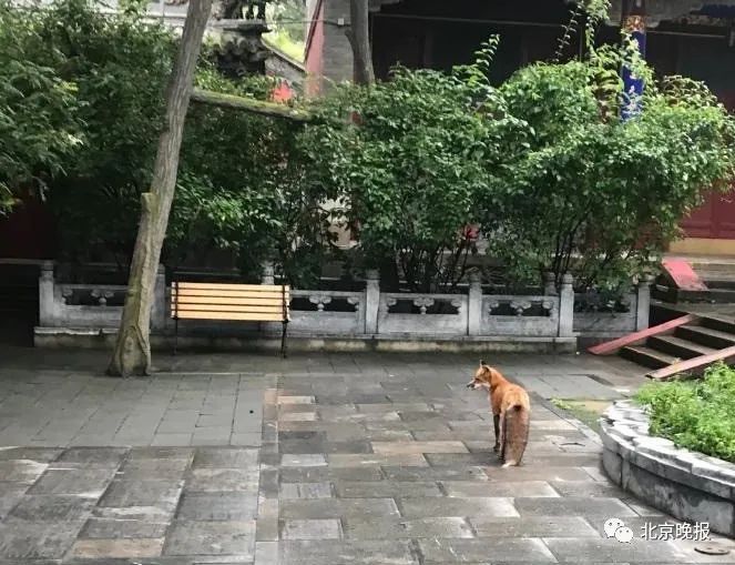 潭柘寺|潭柘寺“网红”小狐狸和人挺亲，野保专家提醒——