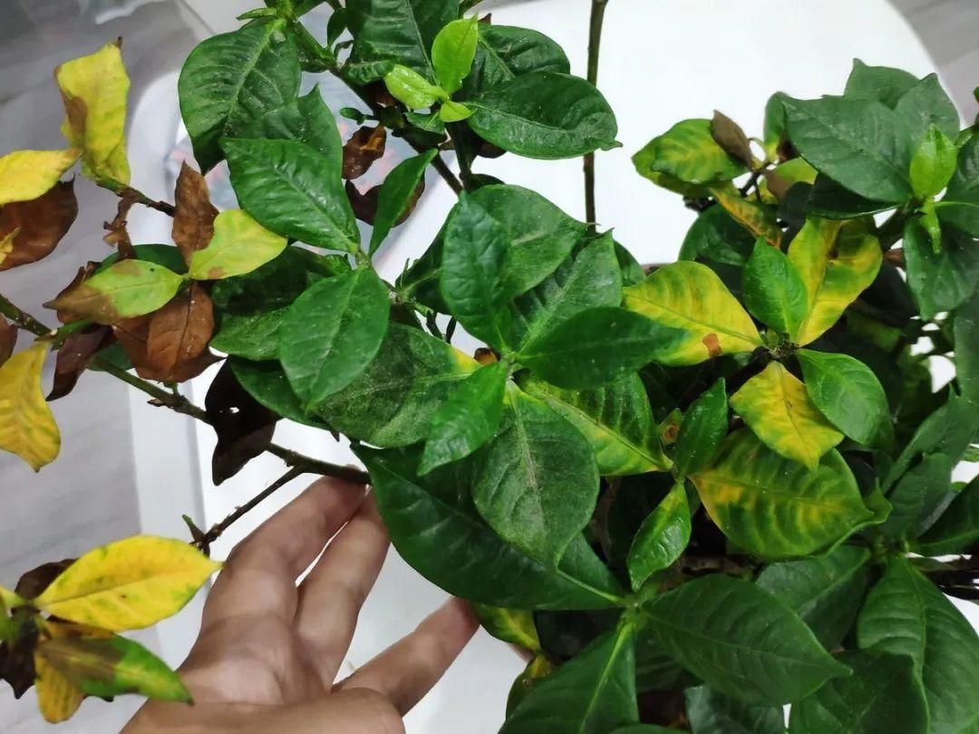 栀子花叶子发黄，是求救信号，不管花就容易死