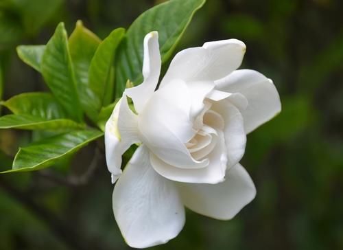 栀子花孕蕾期养护有讲究，这3个错误要避免，否则花苞掉落