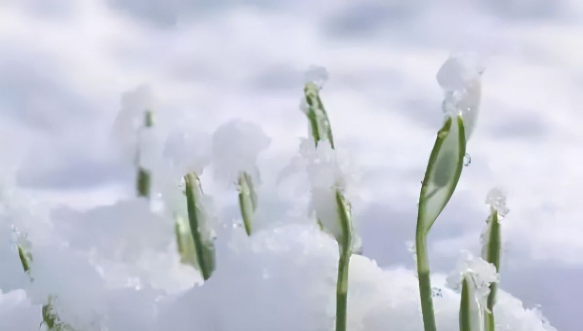  大雪腌肉|大雪至，寒冬始，祝冬安