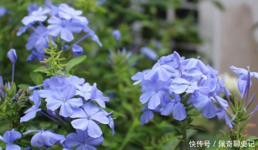 开花最香的4种花，家里养一盆，随便一养成花海