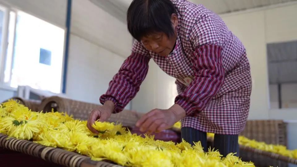 菊花|缙云大佑山尖金丝皇菊迎丰收，满地菊花烘干成“金”