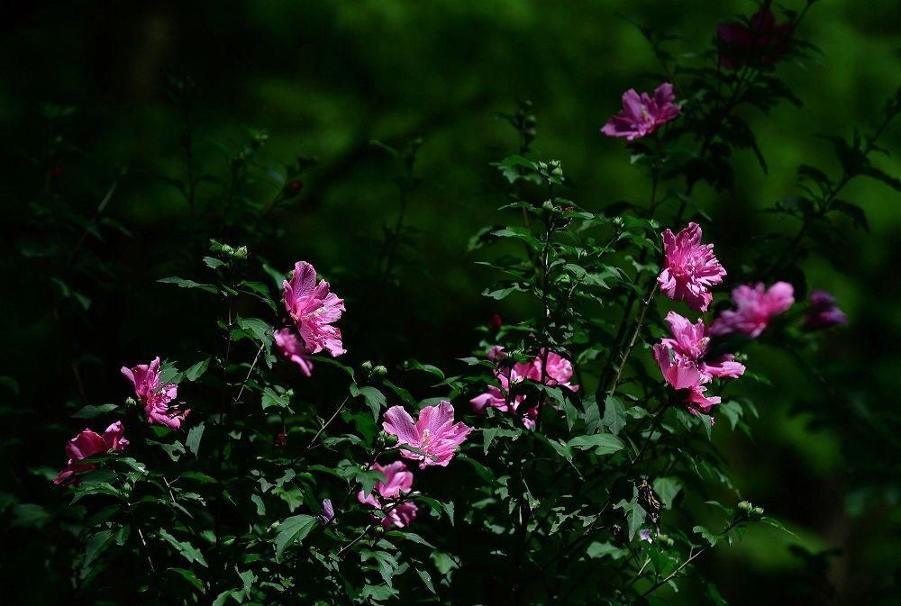 解放公园 谁道人间四月芳菲尽？武汉六月盛芳菲