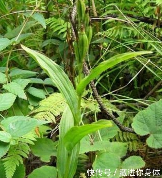 我国特有的单种属珍稀濒危兰花——金佛山兰