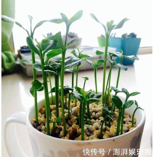 漂亮|以下8种水果的种子，随便一种就是漂亮的花卉盆景，比买的还漂亮