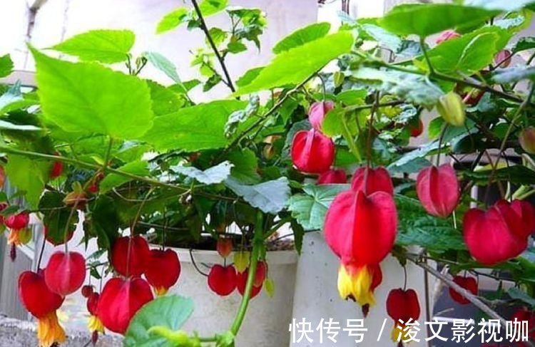 春节不能错过的4种招财花,花香易打理,养在客厅美极了