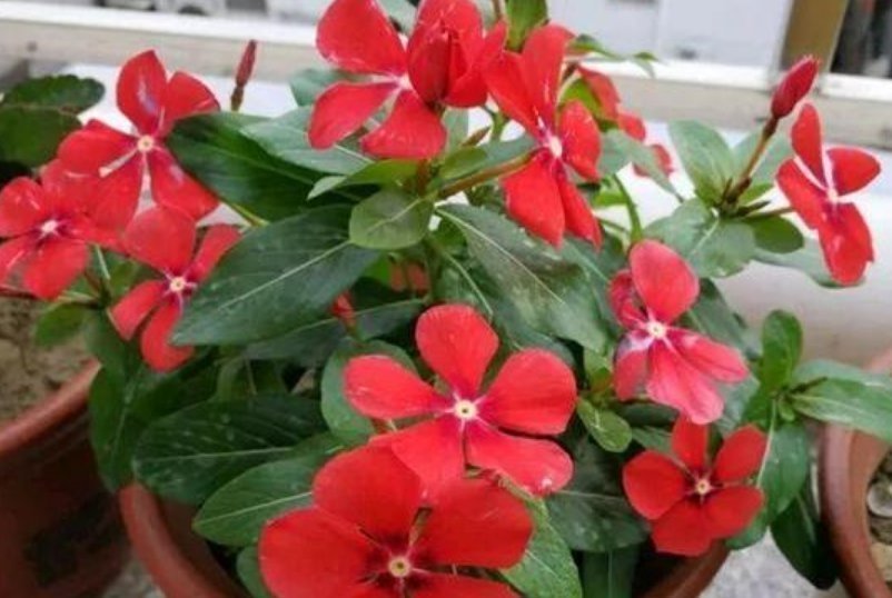 喜欢养花,就选这5种,“扔土里”就活,2月爆满盆,花开满阳台