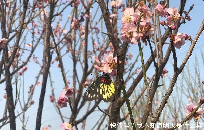 老年|暗香来！深圳梅园的花都开好了，你还不来赏？_深圳新闻网