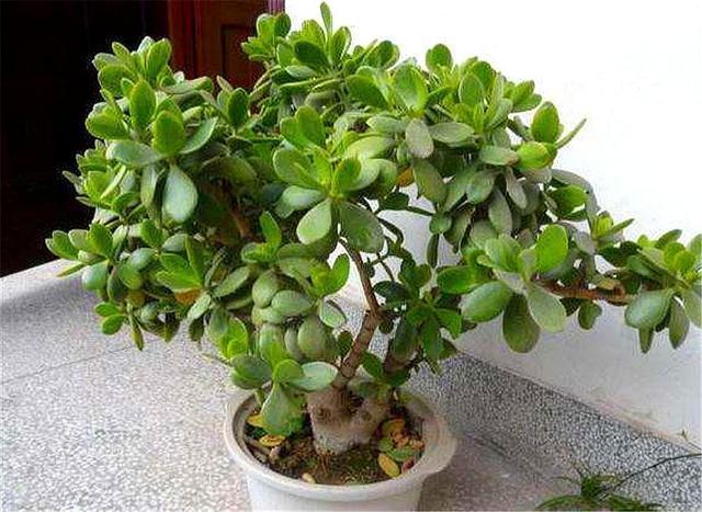 玉树扦插生根难掌握7个要点，后期精细养护，1个月生根长新芽