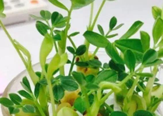 家里的有些东西,扔水里就是一盆郁郁葱葱小盆栽