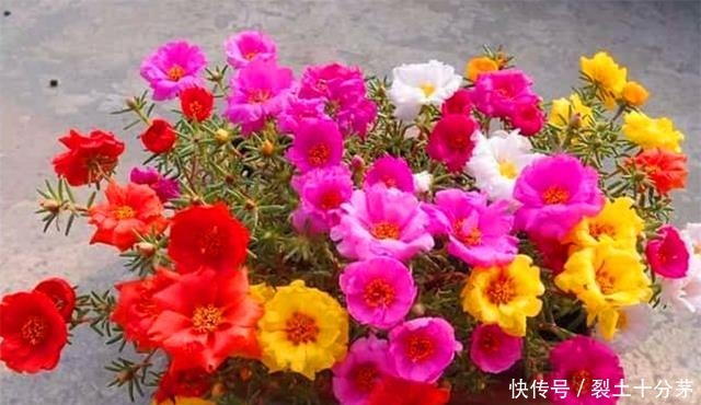 想让太阳花开爆盆，4月做好3个准备，一年花开200天