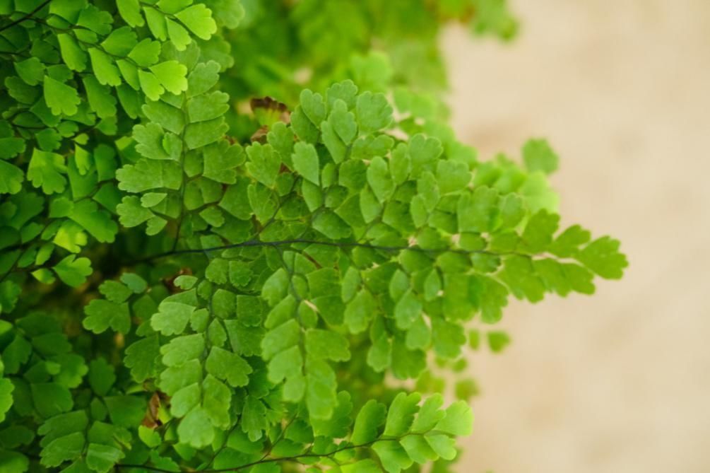 家有烟鬼养这4种花,释放氧气净化空气,就是二手烟的克星