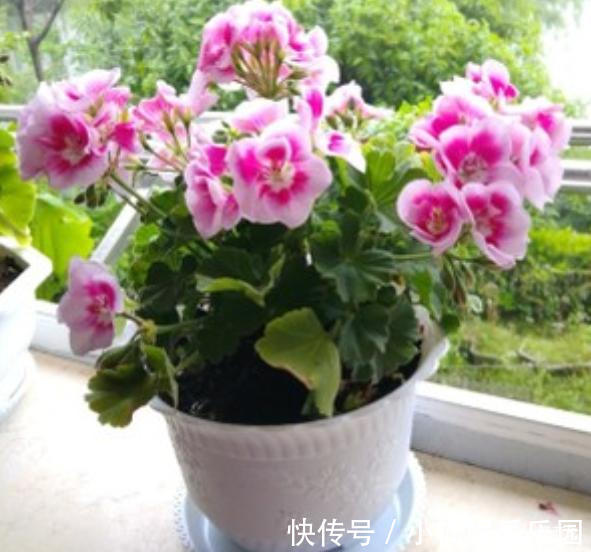 容易被水浇死的“14种花”,手太勤反而养不活