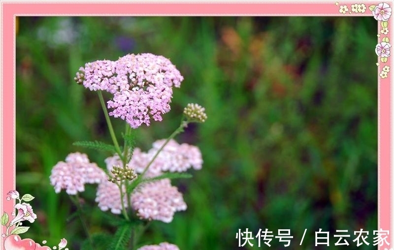 一花一世界，一叶一菩提——奇花异草蓍草，赏花旅游花语生日花