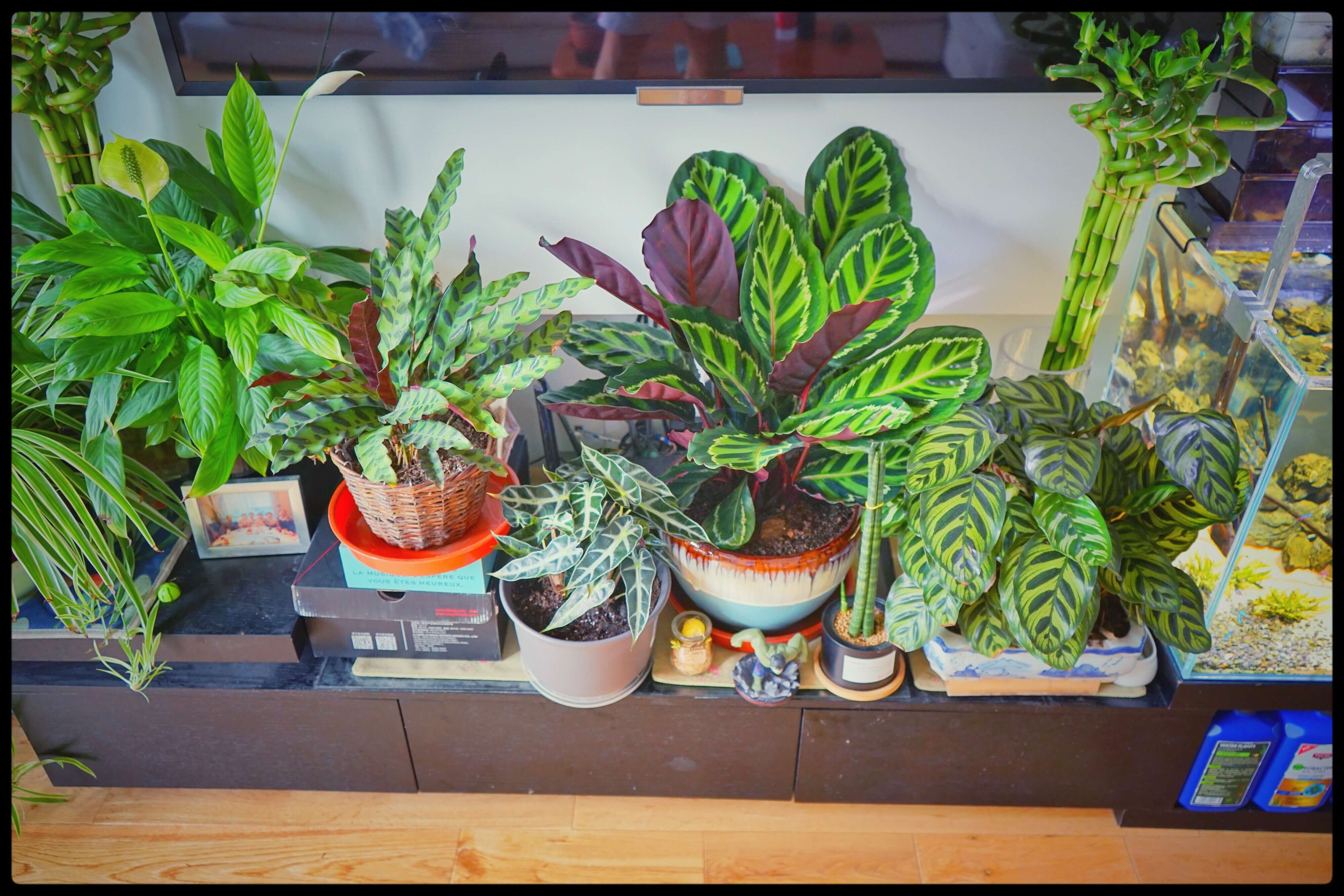 花卉|三伏天养花,6个“坏毛病”戒掉,植物安全度夏,越长越旺盛