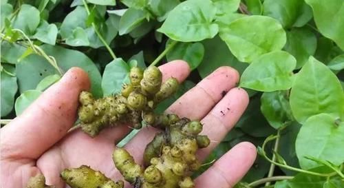 南蛇藤|南方人都在种的植物,治肝病、脚气、高血压、类风湿,能吃的草药