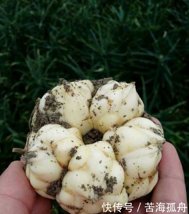 美味|农村大山特有的6种美味蔬菜，个个都很美味，你吃过几种