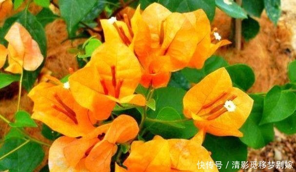 喜欢三角梅,就养盆“高档品种”柠檬黄三角梅,开花爆盆还好养!