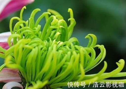 新手养花,不如养盆花中精品“盘龙春晓”,花开如丝碧玉