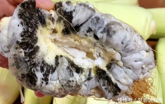 它和玉米共生,农民见了头疼,城里人却当成美食,简单一蒸,真香