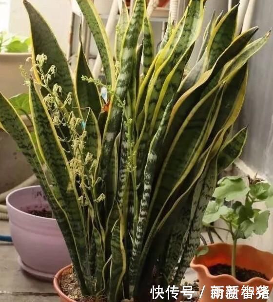 净化|家里养这4种植物,旺财镇宅,净化空气又好看,养一盆特别值