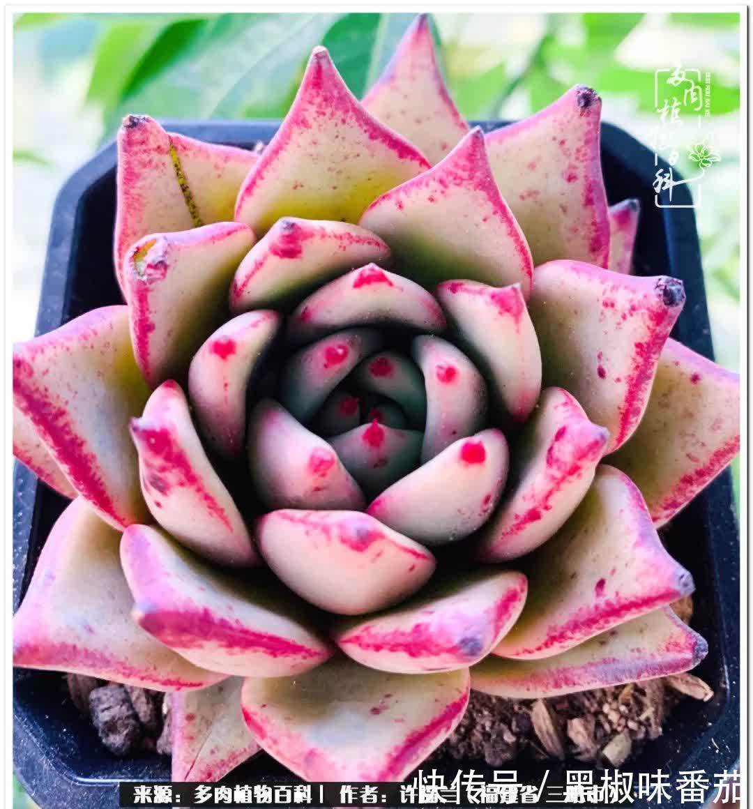 尖尖|养多肉两年，美丽与赏心悦目并存！