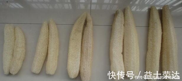 花盆|花盆里垫点底料，根壮叶绿状态好，爆盆真简单