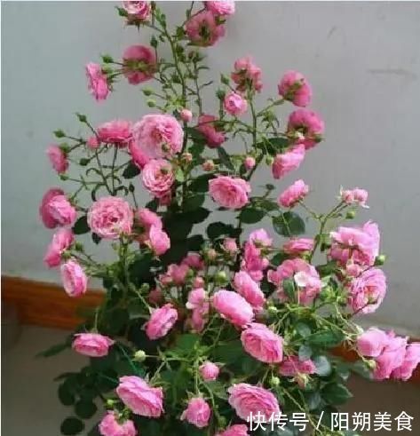 5种花,趁现在“赶紧扦插”,生根快,长得快,一个月就开花