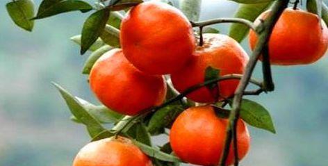 女性想要身体好,常吃的食物,排出毒素,补益