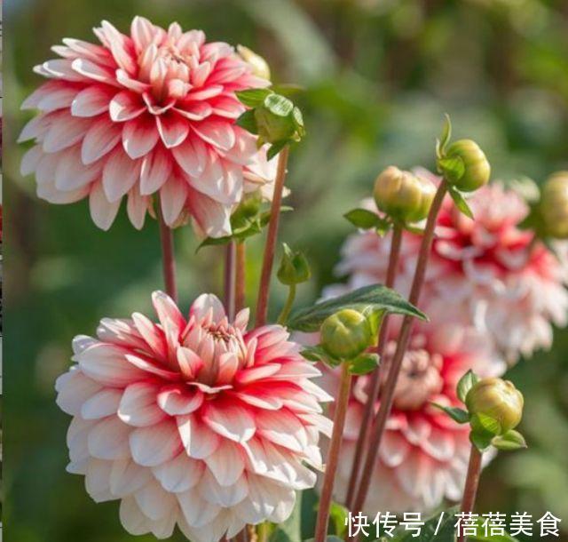 家养这些植物,阳台开出花海,妖艳妖娆,花朵姿态万千,美