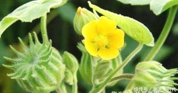 苘麻子|农民叫“磨盘草”,全身都是“宝”,还能用来榨油,100元一斤