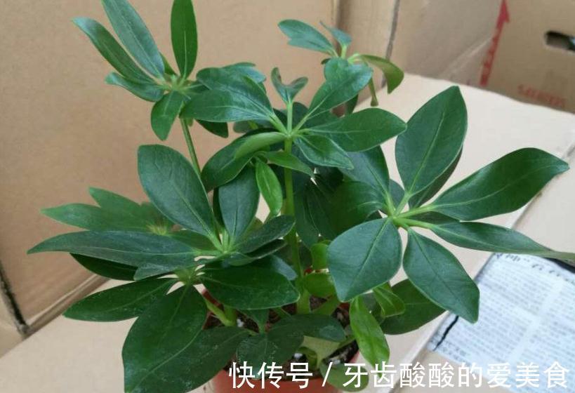 冬天盆栽这4样植物,“懒养”比“勤养”好,不信你试试