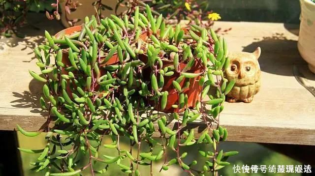 适合家里养的“3种花”,多浇一点水,长得快,叶绿花也多