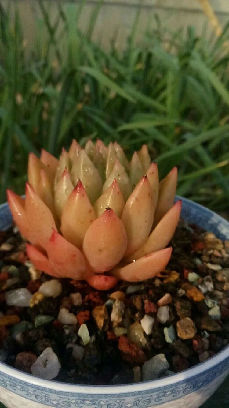 送瘟神,洒庭院,赏多肉,合家团聚话将来!