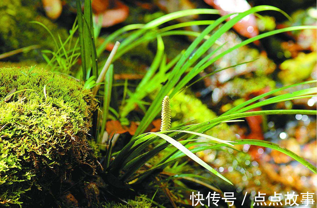 穿骨七|河边一种香草,专门长在石头上,它是有名的“穿骨七”30元一斤