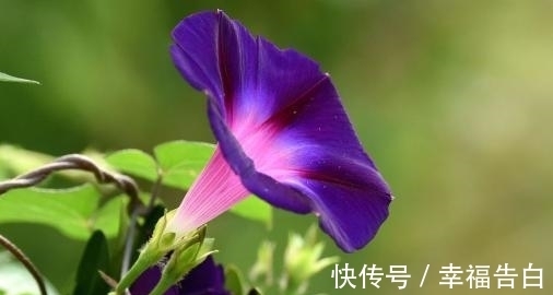 天竺葵|家里有院子种什么花比较合适,这几种可以考虑下