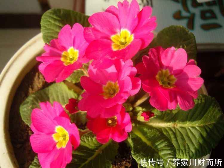 从4月26日开始，家养此款花卉，花朵粉嫩丰腴，绚丽夺目
