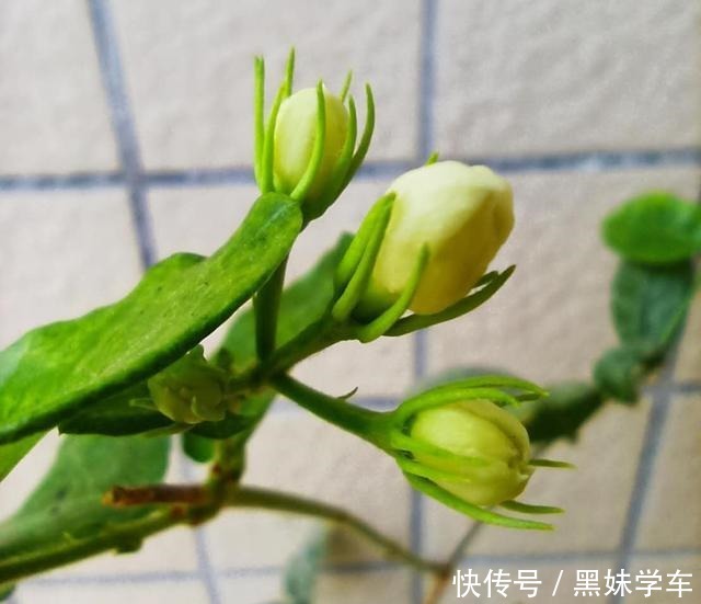 茉莉花开完花后,顺手多做一步,半个月后又能再开一茬花!