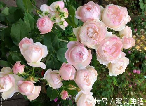 几个萌萌哒月季品种,看一眼就心情大好,简直可爱到爆!