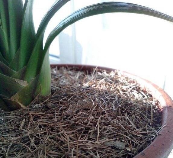 养花土，用一个塑料袋，轻松杀虫灭菌，花盆里一个虫子都没有