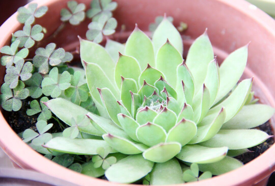 观音莲想要长爆盆,几个步骤少不了,快去试试吧