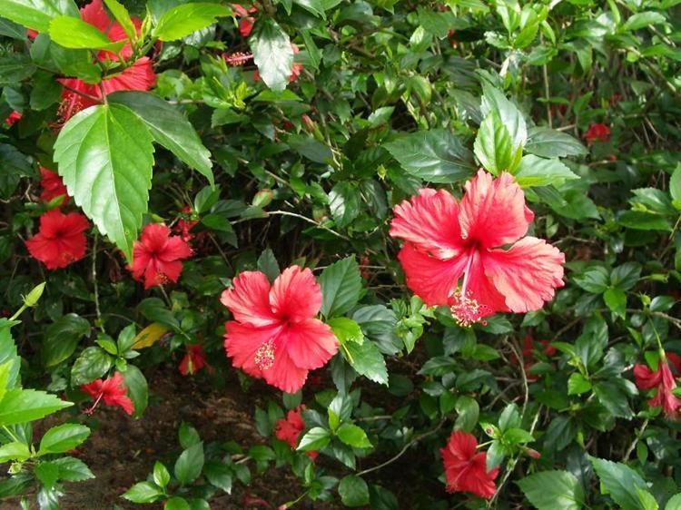 植物|这几种花开花太勤了,想要天天有花赏,选它们没错