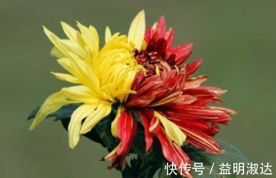 三角梅|4种花很好养,沾土就活,随便养养一样开花一簇簇
