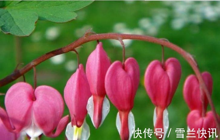 铁线莲铁线莲|这几款植物养在家里,花期长花量大,一盆千百朵,枝头花苞满