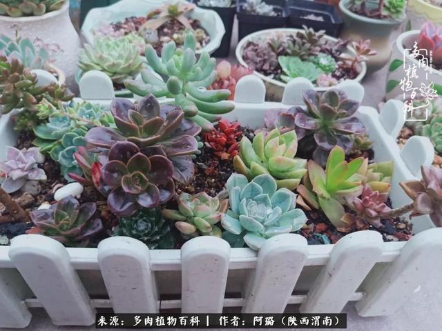 这些年养的那些多肉！附靠谱的多肉度夏小技巧！