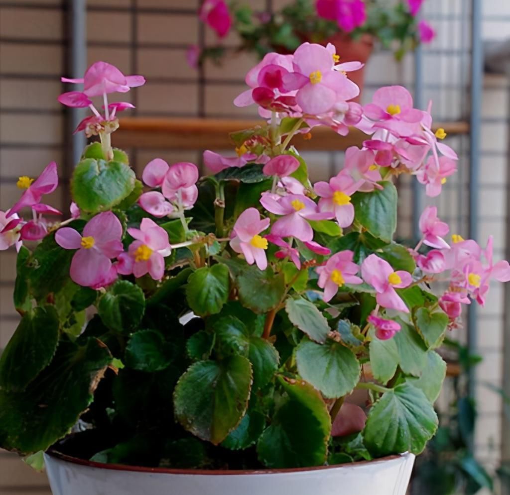 养花一点也不难，几点简单的小窍门，家里啥花都能养爆盆