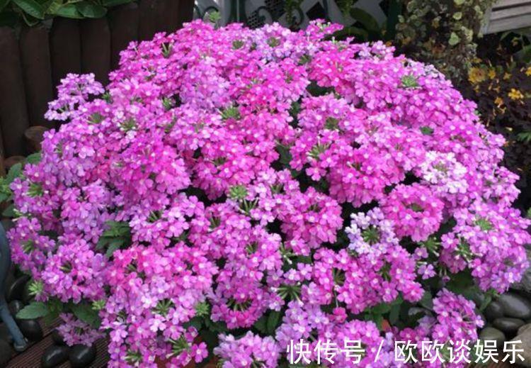 庭院|此花超漂亮，沾土就活，开花又大又艳，养庭院，十里飘香