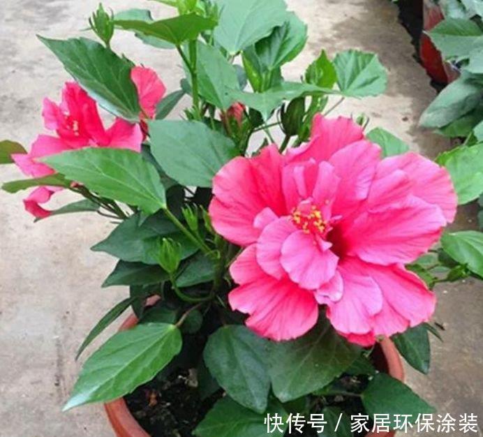 朱槿|3种花养在家里，一整年都有好运气，开花爆盆很漂亮，越养越喜欢