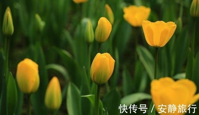 桃花星|未来一周桃花星入命，姻缘运上升，邂逅真爱，缘来终生的四大星座