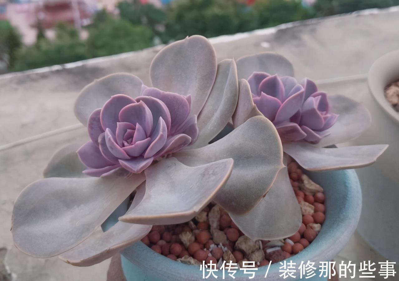 徒长|阳台党打心底里喜欢的多肉不多，紫珍珠算一个，群生的老桩真漂亮